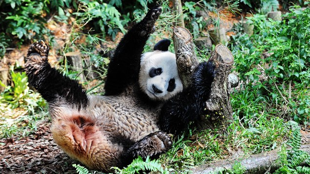 O panda Kai Kai brinca no safari River em Cingapura