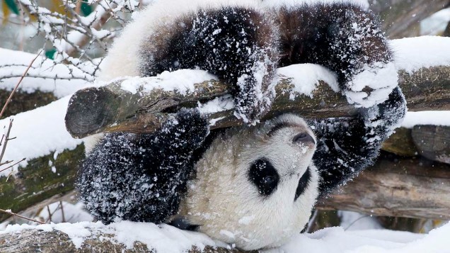 Panda brinca com neve no zoológico de Viena, na Áustria