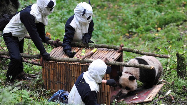 Homens fantasiados de panda atraem panda gigante para gaiola na província de Sichuan, na China. Taotao e sua mãe foram transferidos para exames de saúde