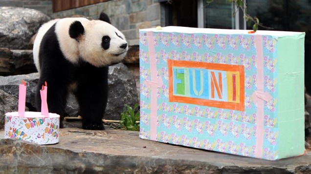 O panda Funi completou quatro anos no zoológico de Adelaide, na Austrália. Junto com seu companheiro de cativeiro Wang Wang, ele é o único animal desta espécie a viver no hemisfério sul