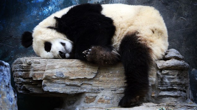 Panda dorme nesta terça-feira (22), no zoologico de Pequim, na China