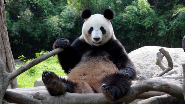 Foto divulgada hoje pela Sociedade Zoológica de Tóquio mostra  o panda “Nu Xian”, que voltará ao seu habitat no Japão, após 10 anos na Província de Sichuan, China. O panda fez parte de pesquisas sobre animas em extinção