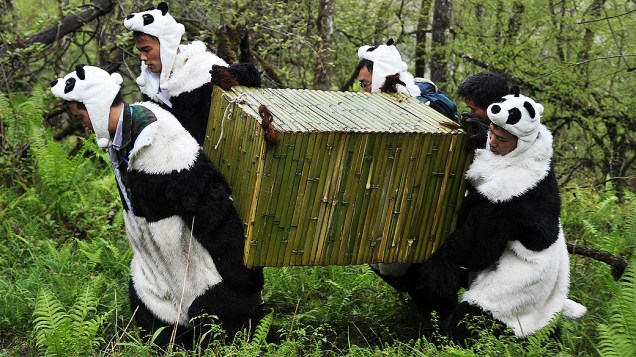 Pesquisadores vestidos de panda gigante fazem a transferência do panda Tao Tao ao ambiente natural, na cidade de Wolong, província de Sichuan