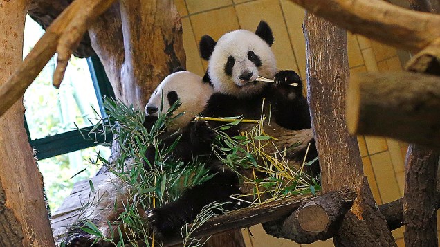 Fu Hu come bambu no zoológico Schoenbrunn, em Viena, na Áustria