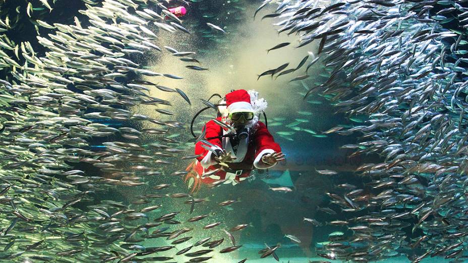 Homem vestido de Papai Noel nada com sardinhas no Aquário Coex, em Seul, na Coreia do Sul