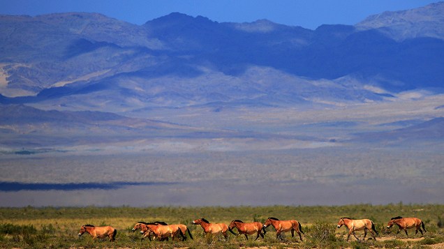 Grupo de cavalos-de-przewalski galopa no Parque Nacional Takhin Us, no sudoeste da Mongólia