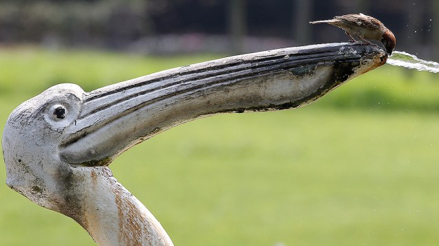 Pássaro bebe água do bico de uma fonte em formato de pelicano em Tóquio, no Japão