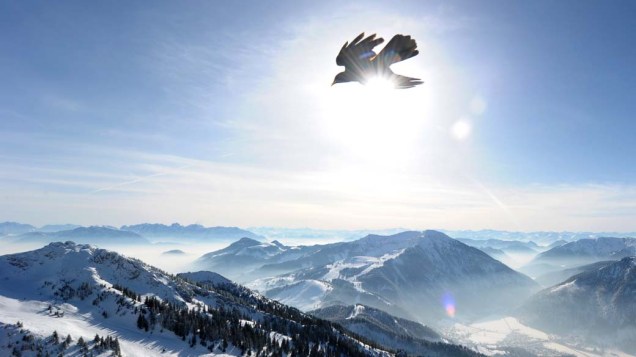 Pássaro sobrevoa montanhas dos Alpes em Bayrischzell, vila da Bavária, Alemanha