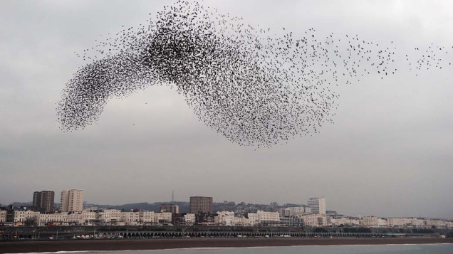 Pássaros sobrevoam a costa de Brighton na Inglaterra