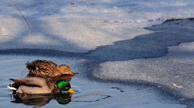 Patos nadam em lago parcialmente congelado na cidade de Bucareste, Romênia. O país sofre com temperaturas muito baixas nas ultimas semanas