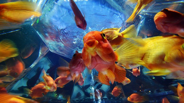 Diferentes peixes são expostos em aquários durante a pré-estreia da exibição Arte Aquário, montada pelo especialista em aquários Hidetomo Kimura