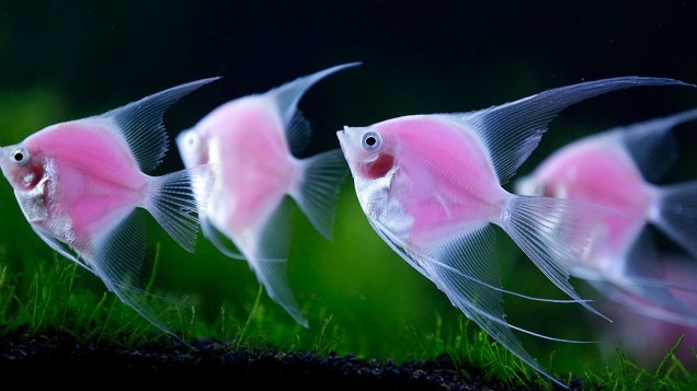 Peixes geneticamente modificados na exposição internacional de aquários de Taiwan