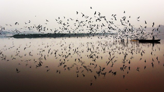 Pescador indiano alimenta pássaros no rio Yamuna, em Nova Délhi