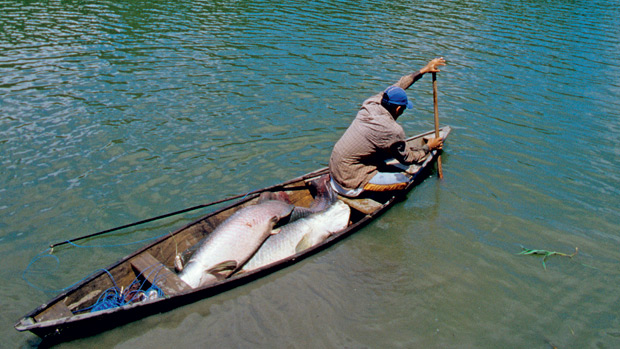 EFEITO RESTRITO - Fora da reserva de Mamirauá, no Amazonas, as técnicas de pesca do pirarucu são predatórias