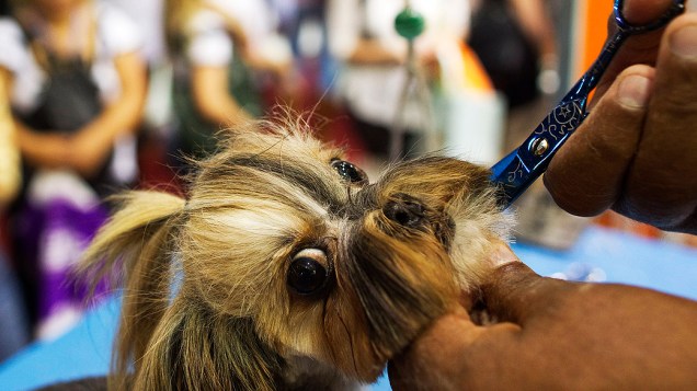Pet South America, feira do setor de pet shop que começou na terça-feira (16) e vai até a quinta (18) em São Paulo