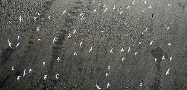 Pássaros sobrevoam a área poluída pelo óleo no Golfo do Méxic