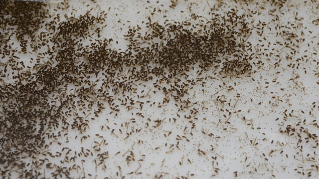 Larvas de Aedes aegypti. Os mosquitos transgênicos foram responsáveis pela redução em até 93% no número de ovos selvagens
