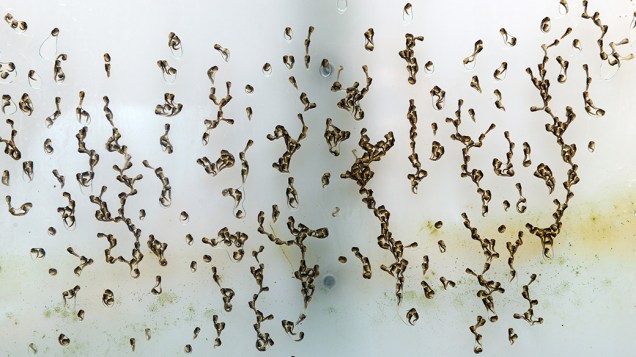 Separação das pupas dos machos e das fêmeas do mosquito Aedes aegypti