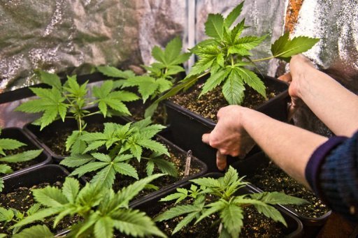 Plantação de maconha caseira, na cidade francesa de Esvres