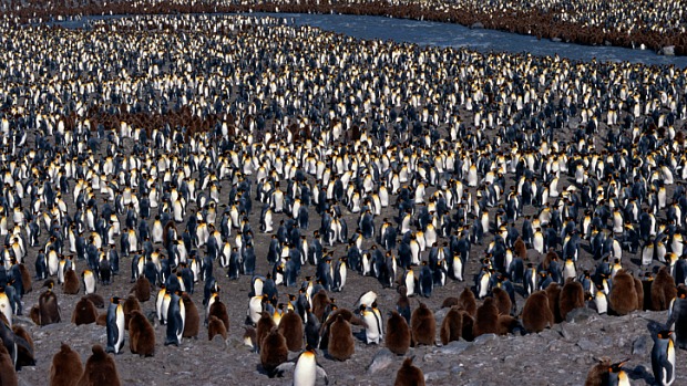 Os pinguins saem da Patagônia em busca de comida e chegam à costa gaúcha pelas correntes marítimas