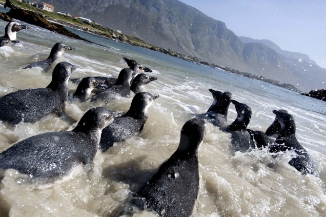 Filhotes de pinguins voltam ao mar após período de tratamento na cidade de Milnerton, África do Sul