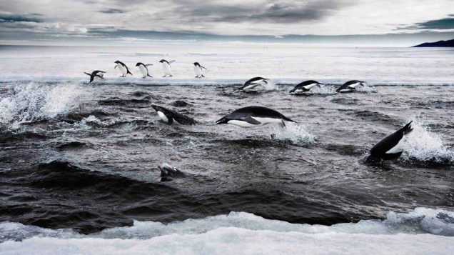 Pinguins caçam no mar Ross da Antártica