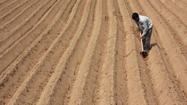 Agricultor trabalha em campo de batatas em Chandigarh, no norte da Índia
