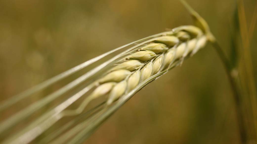 Preço do trigo importado já é impactado pela alta do dólar