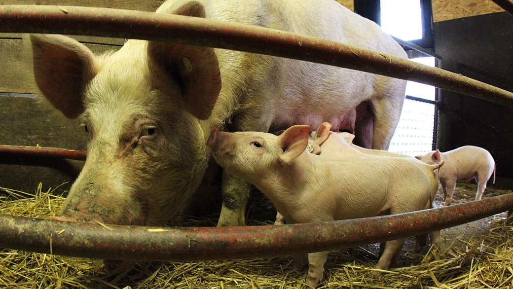 A China é o maior consumidor de carne suína do mundo, responsável por metade da demanda