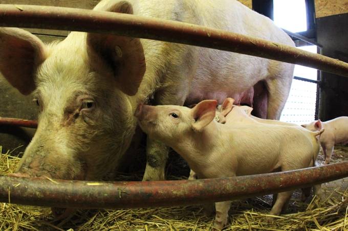 Paraná negocia exportar carne suína para o Japão
