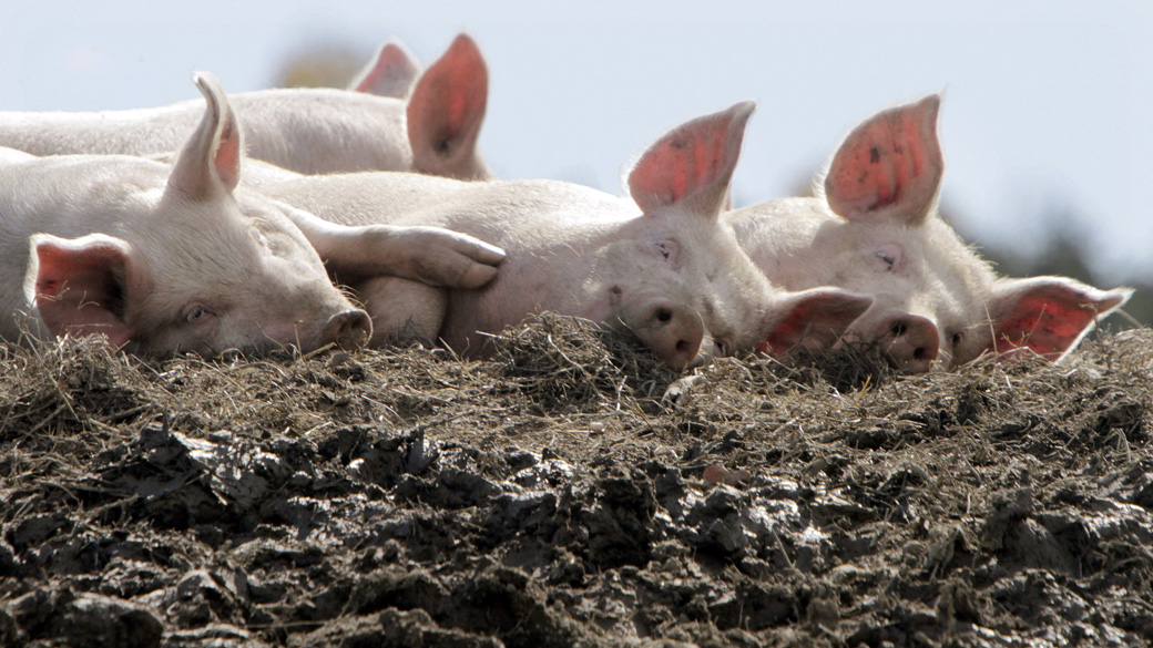 Porcos tomam sol em fazenda em Berlim