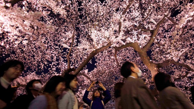 Mulher tira fotografia de cerejeira, no início da primavera no Japão