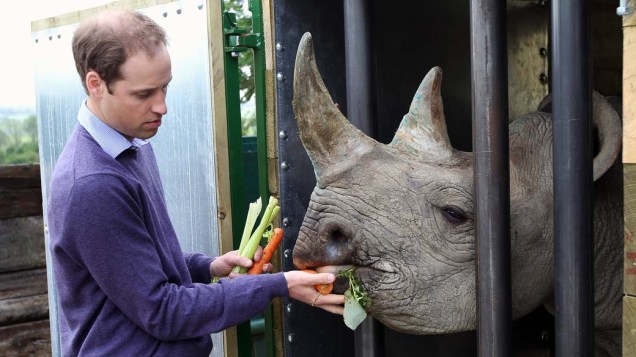 Alimentando um rinoceronte ao visitar projeto de deslocamento do animal em 2012