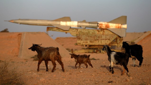 Animais próximos a mísseis abandonados pelo exército na cidade de Tobruk, na Líbia