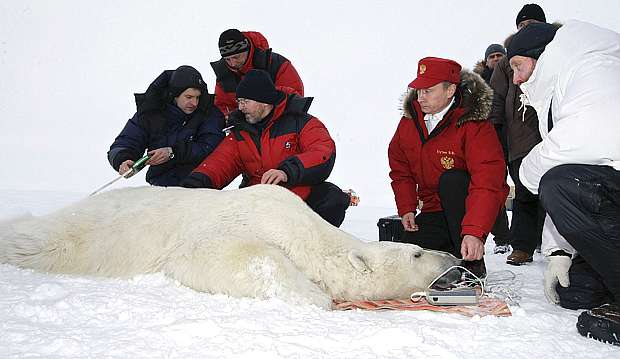 putin-urso-polar-500.jpg