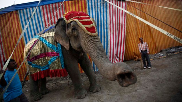 Elefante e seu treinador no Rambo Circus em Mumbai, na Índia