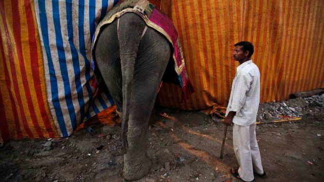 Elefante no Rambo Circus em Mumbai, na Índia