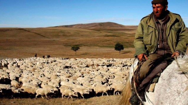 Pastor conduz rebanho de ovelhas por planície no povoado de Sagarejo, na Geórgia