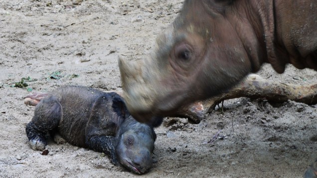 Uma rinoceronte de Sumatra é vista com seu filhote recém-nascido em Lampung, na Indonésia. É o quinto nascimento em cativeiro da espécie registrado em 123 anos