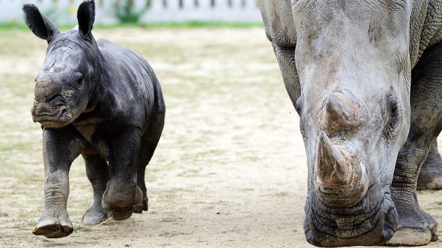 O bebê rinoceronte Goliath passeia por seu recinto no zoológico Peaugres, na França