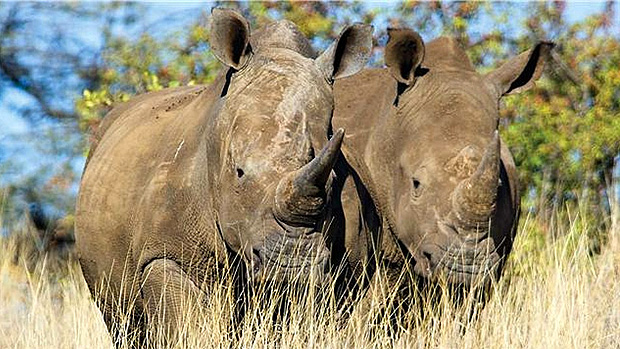 Rinocerontes da reserva de Lewa, no Quênia