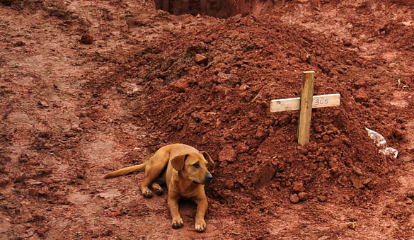 Cachorro "Leão" senta-se, pelo segundo dia consecutivo, ao lado do túmulo da dona em Teresópolis, Rio de Janeiro - 15/01/2011