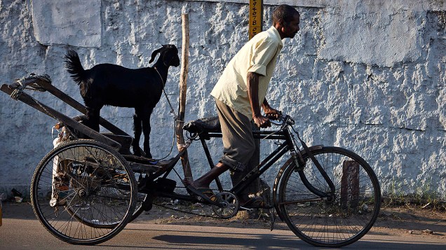 Indiano carrega bode em riquixá pelas ruas de Hyderabad, na Índia