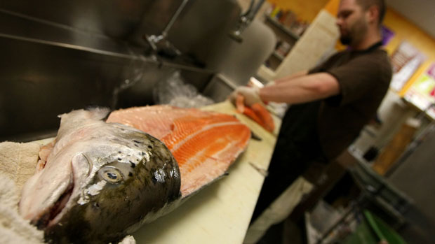O salmão da discórdia: variedade geneticamente modificada atinge o tamanho de comercialização em metade do tempo