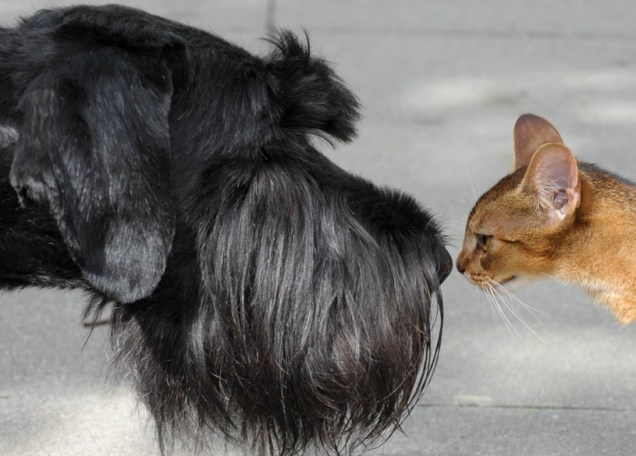 Um cão e um gato se encontram na cidade de Leipzig, na Alemanha