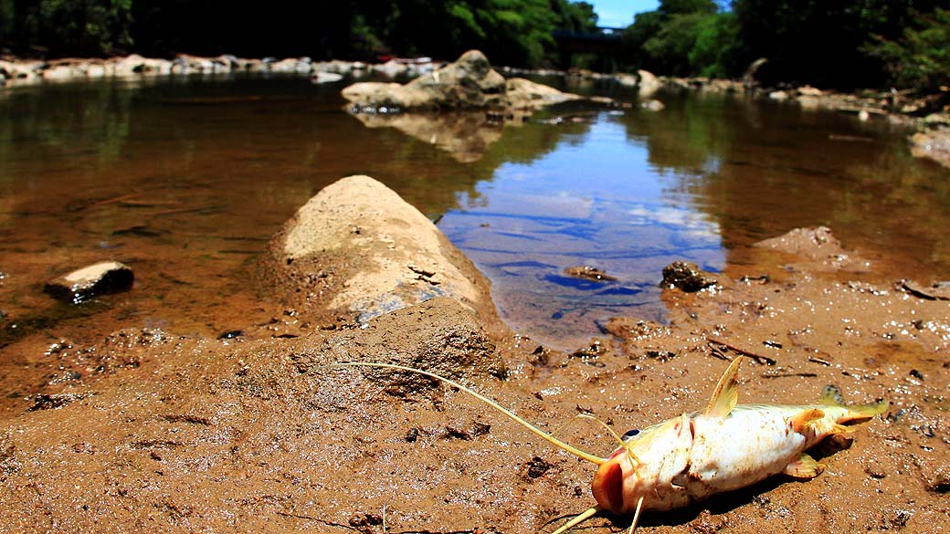 Peixe morto no leito do Rio Atibaia na região de Campinas (SP). Sem chuva, o Sistema Cantareira está enfrentando a pior seca desde que iniciaram as medições do nível de água