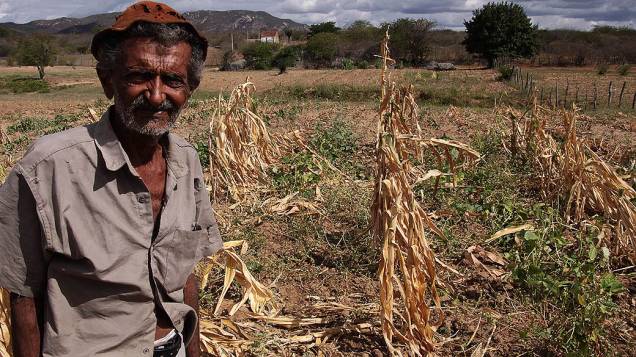 O agricultor Sebastião Joaquim dos Santos, 83 anos, observa plantação de milho e feijão perdidas pelo longo periodo de estiagem no vilareijo de Cachoeira, municipio de Columbi durante Seca em Pernambuco