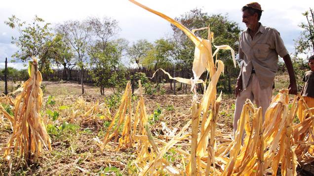 O agricultor Sebastião Joaquim dos Santos, 83 anos, observa plantação de milho e feijão perdidas pelo longo periodo de estiagem no vilareijo de Cachoeira, municipio de Columbi durante Seca em Pernambuco
