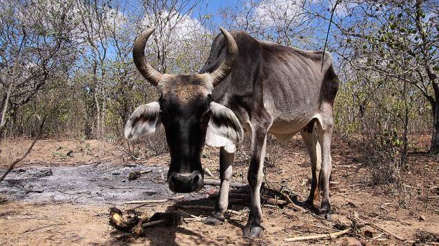 Agricultores usam a mandacaru para alimentar os animais pela falta de pasto e agua, muitos morrem de fome e estão magros, durante Seca em Pernambuco