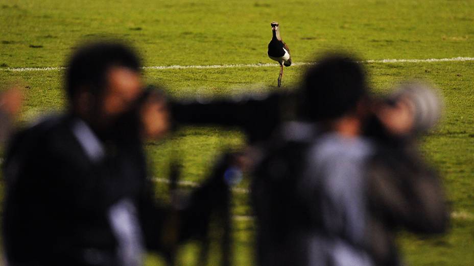 Quero-quero é fotografado no gramado do Morumbi